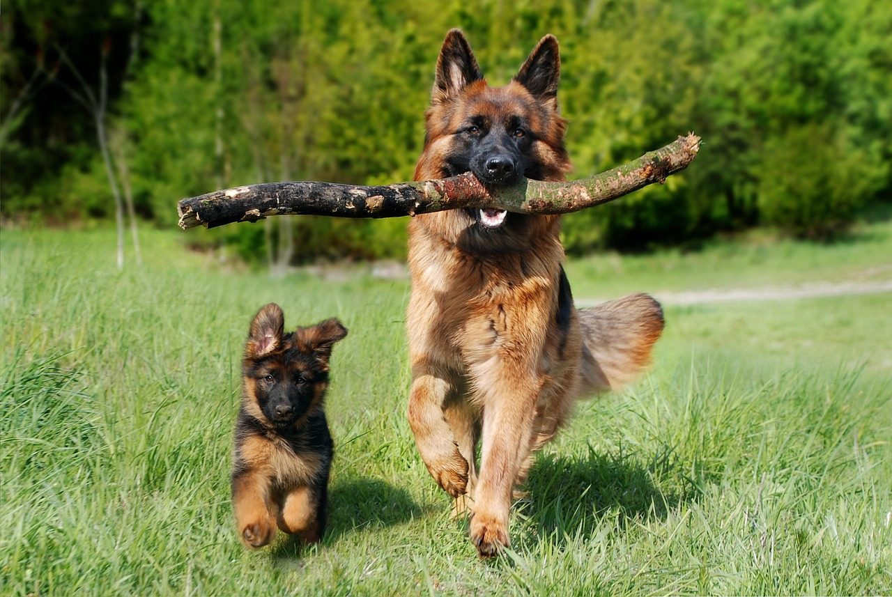 Op vakantie met je hond: dit mag niet ontbreken